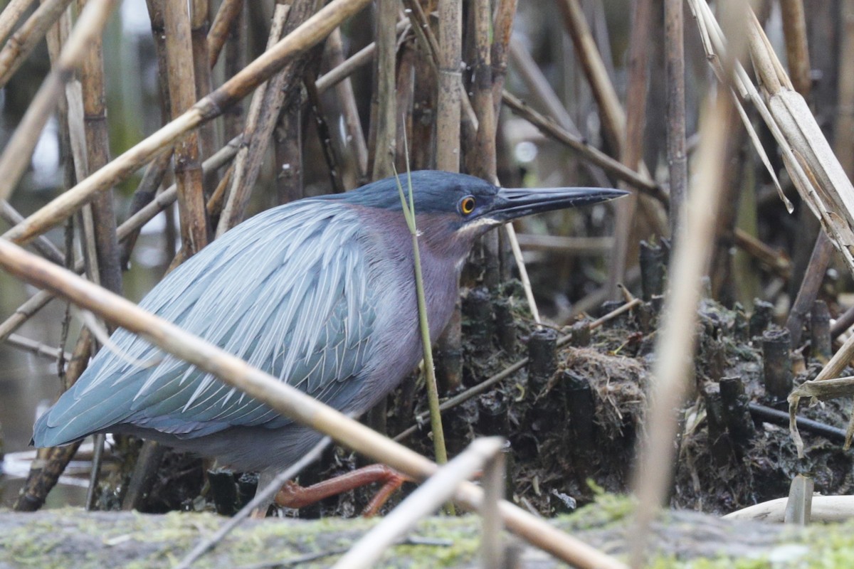 Green Heron - ML624565499