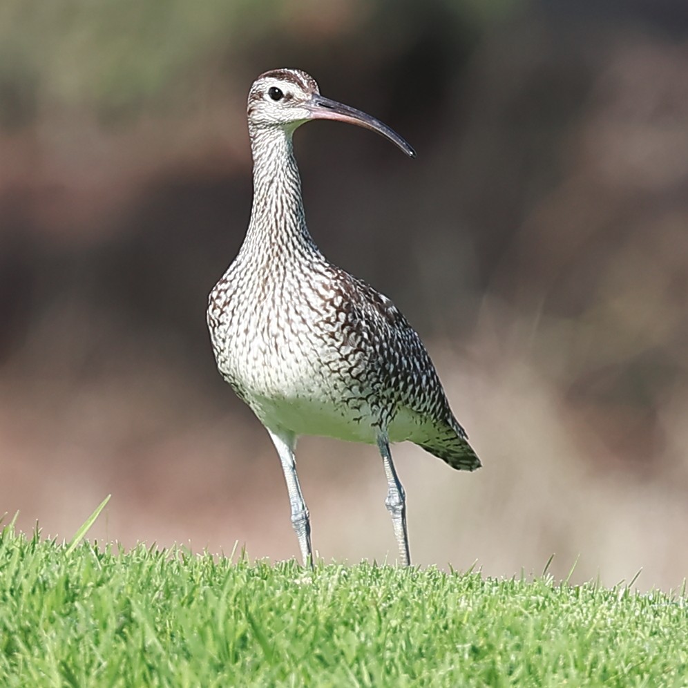 Whimbrel - ML624565510