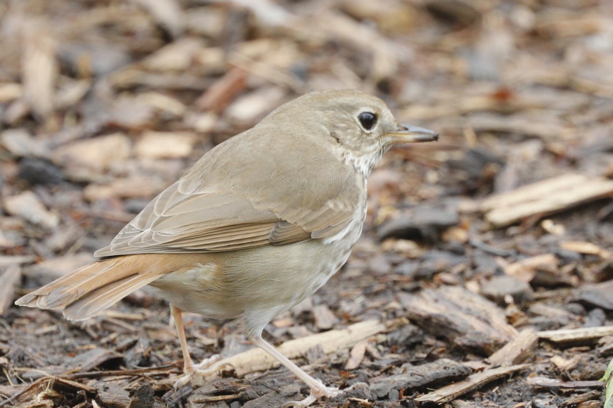 Hermit Thrush - ML624565511