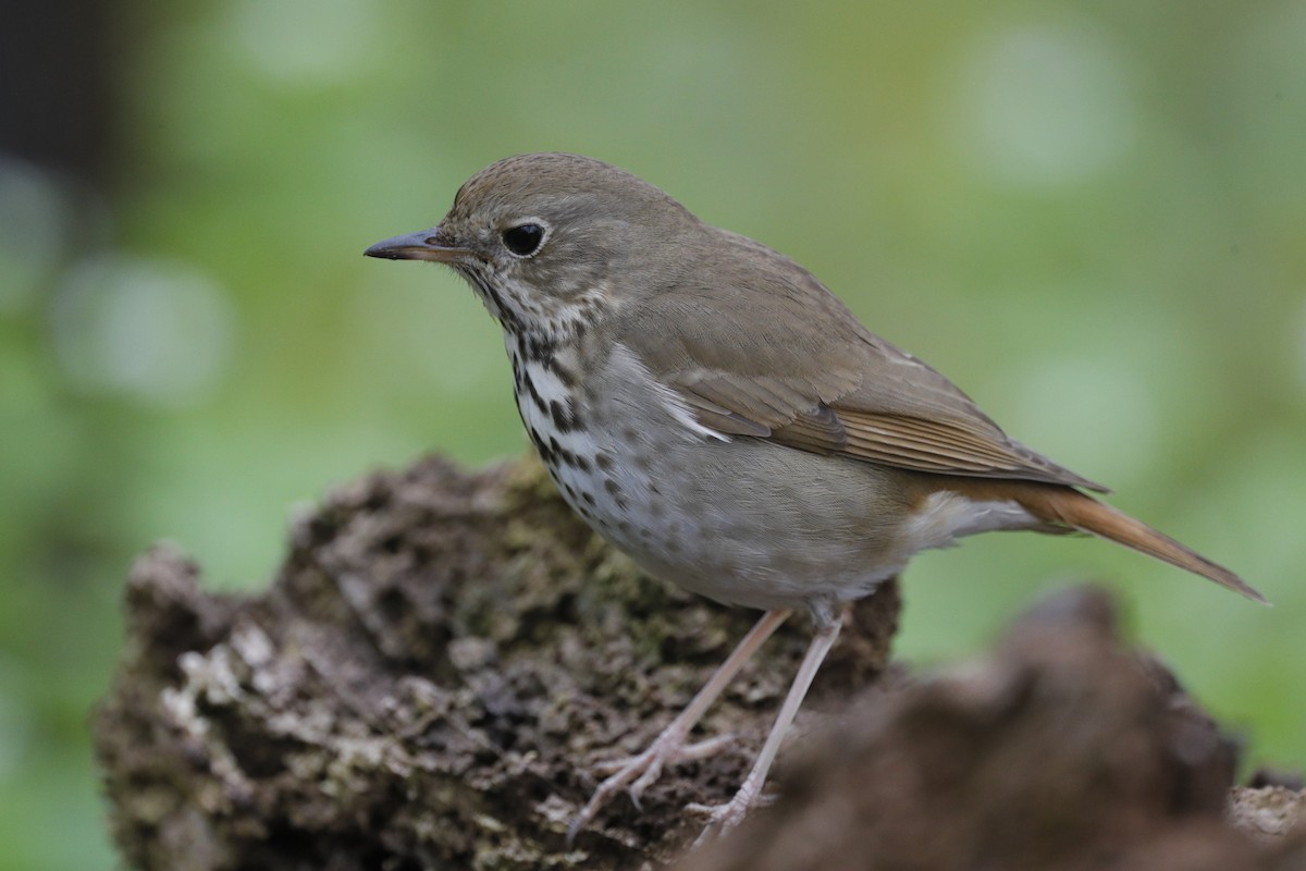 Hermit Thrush - ML624565512