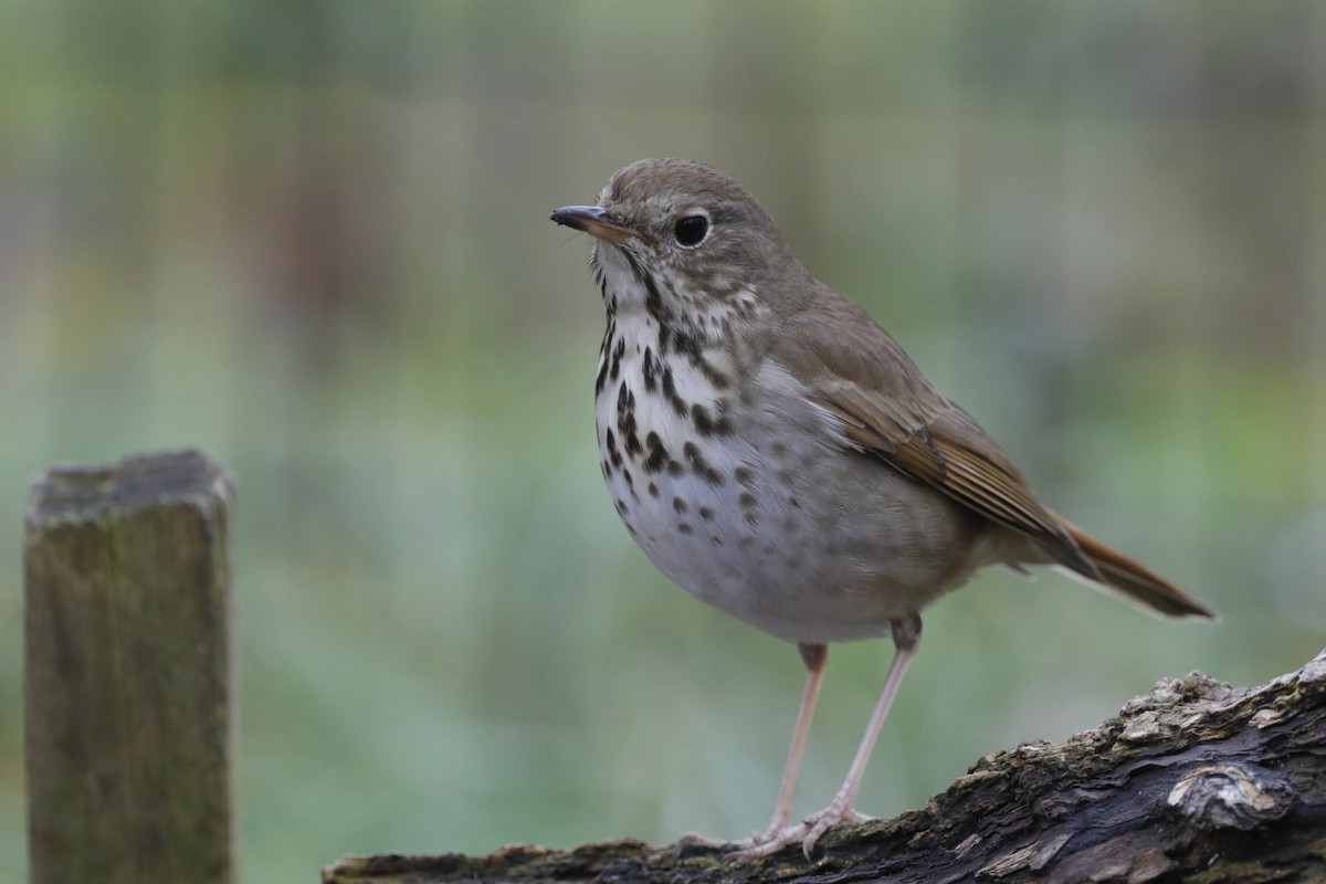 Hermit Thrush - ML624565513