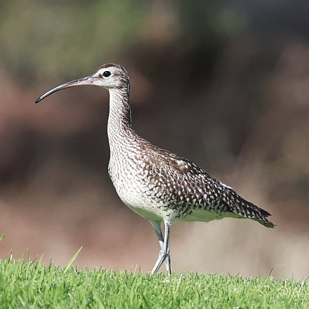 Whimbrel - ML624565514