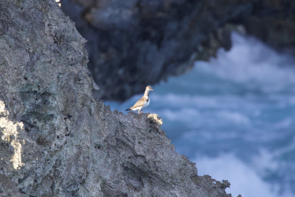 Ruddy Turnstone - ML624565553