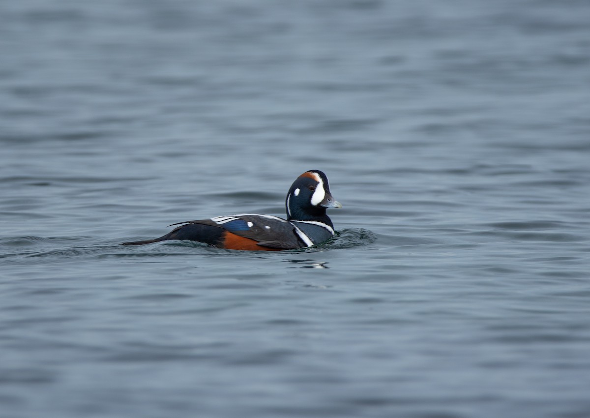 Harlequin Duck - ML624565607
