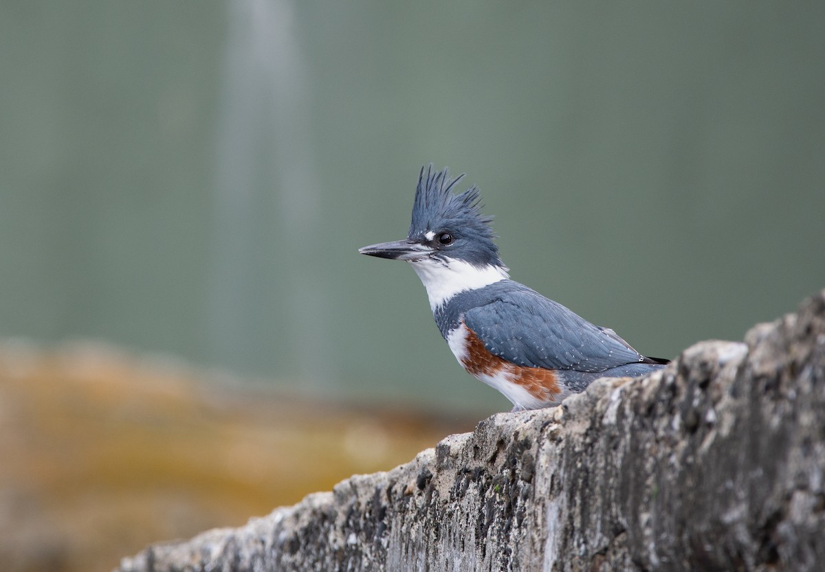 Belted Kingfisher - ML624565619