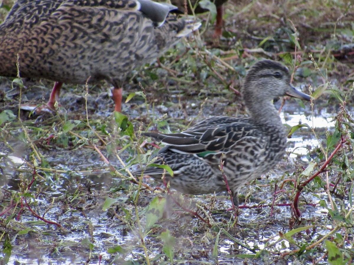 Green-winged Teal - ML624565659