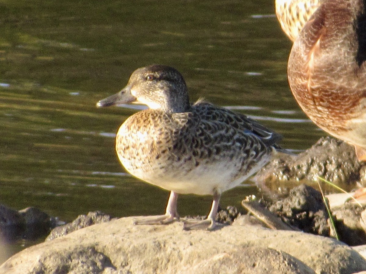 Green-winged Teal - Alex Pereschuk