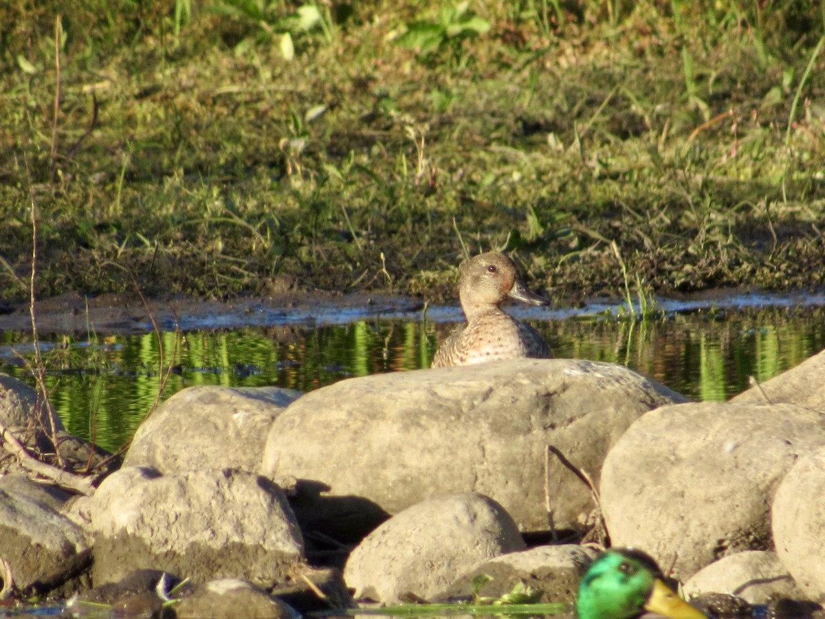 Green-winged Teal - Alex Pereschuk