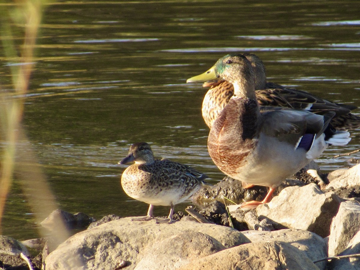 Green-winged Teal - ML624565662