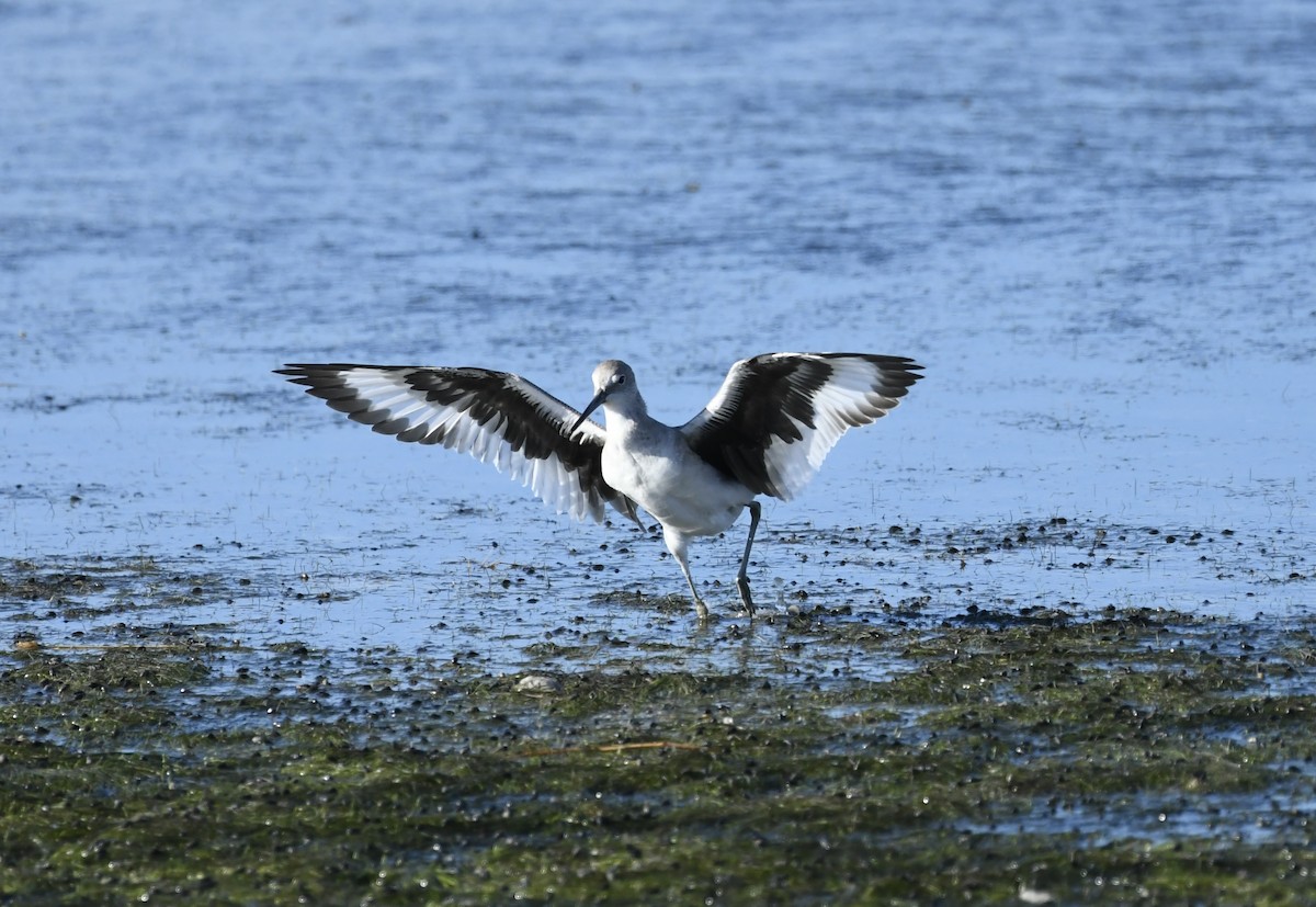 Willet - ML624565664