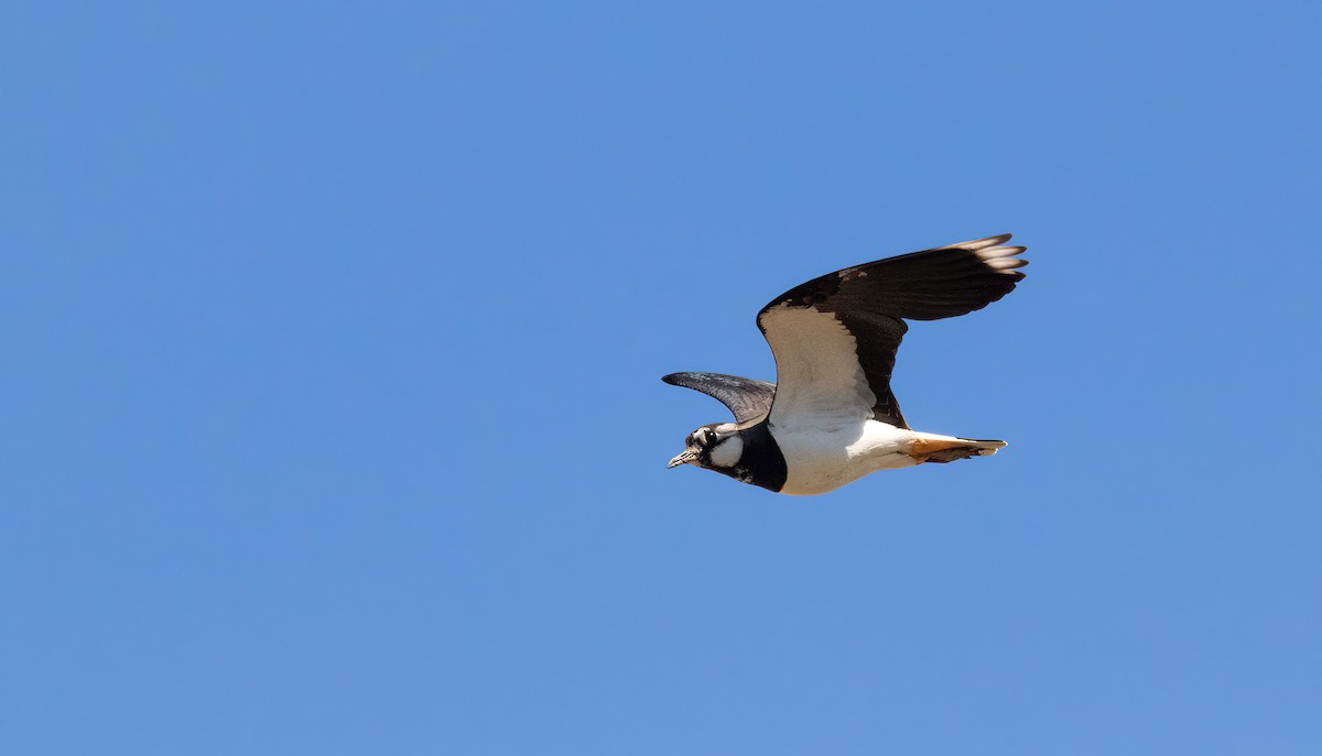 Northern Lapwing - ML624565665