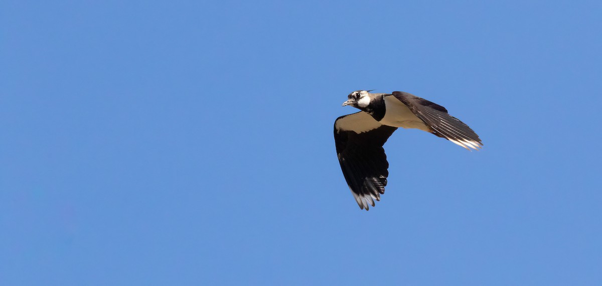 Northern Lapwing - ML624565666