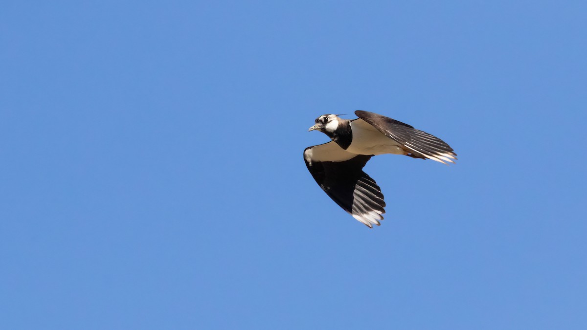 Northern Lapwing - ML624565667