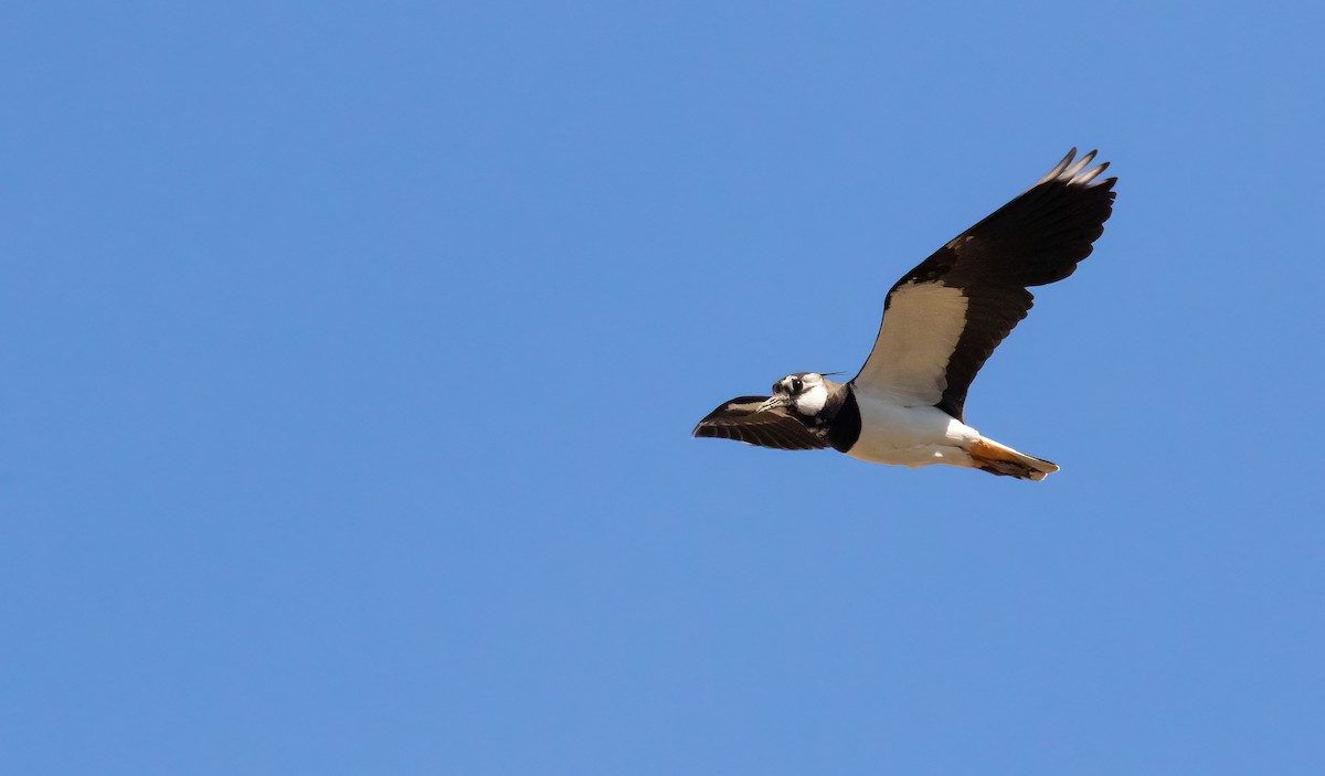 Northern Lapwing - ML624565668