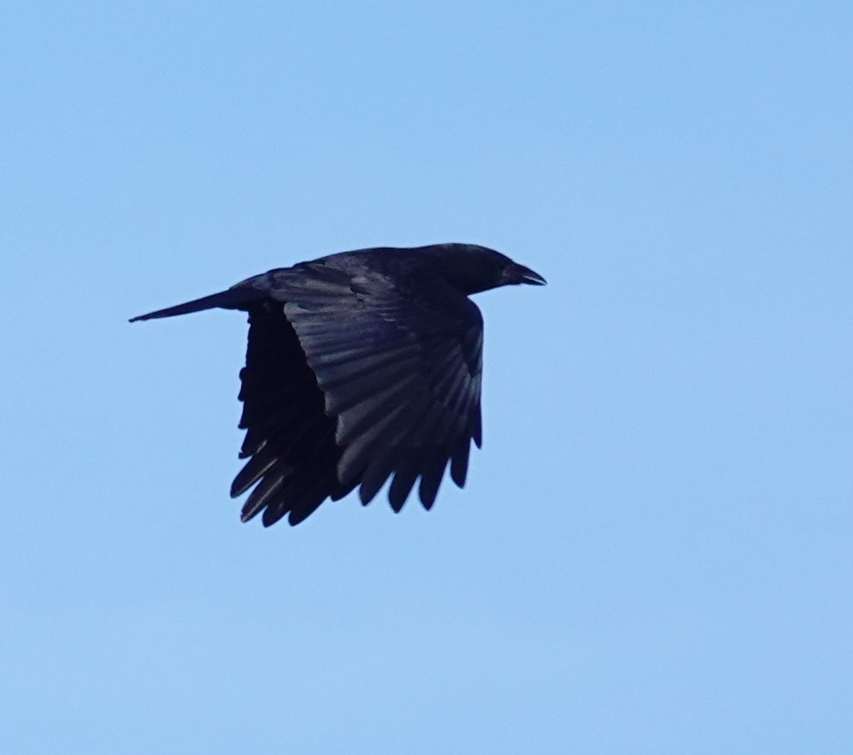 Common Raven - ML624565676