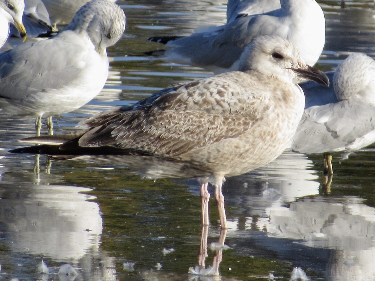 Herring Gull - ML624565677