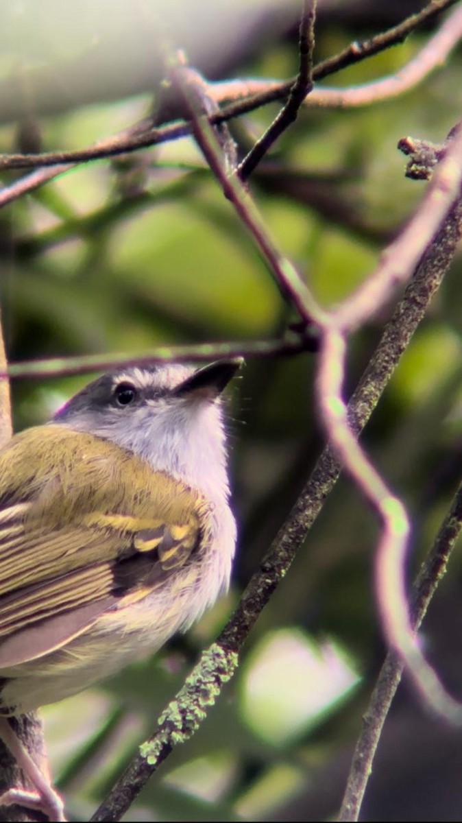 Slate-headed Tody-Flycatcher - ML624565678