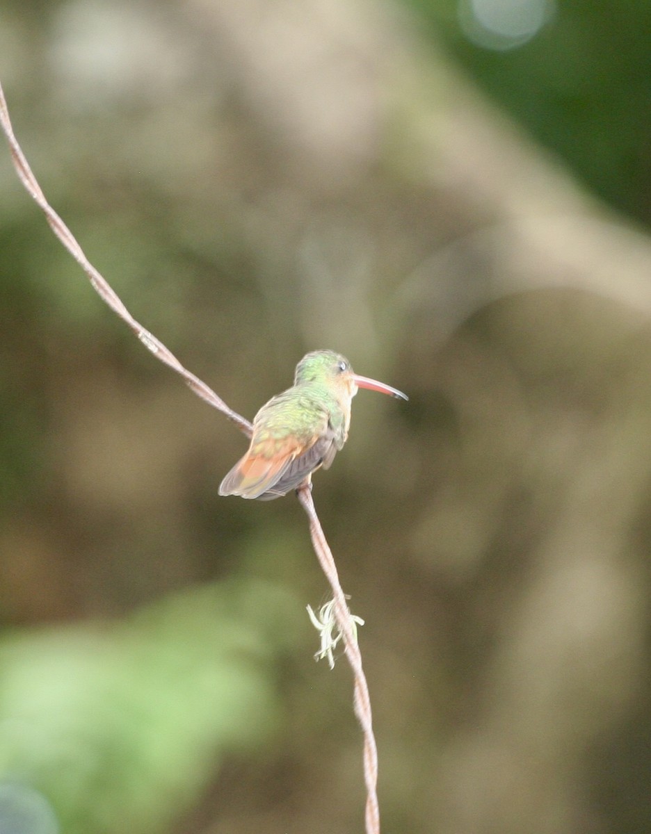 Cinnamon Hummingbird - ML624565679