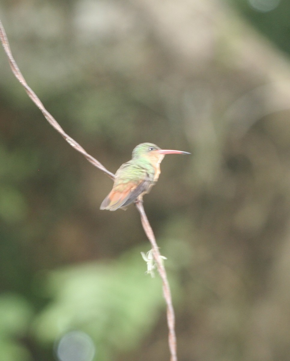 Cinnamon Hummingbird - ML624565680