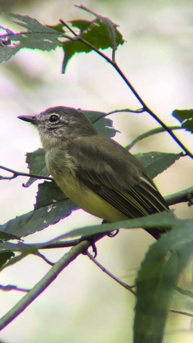 Yellow-crowned Tyrannulet - ML624565681