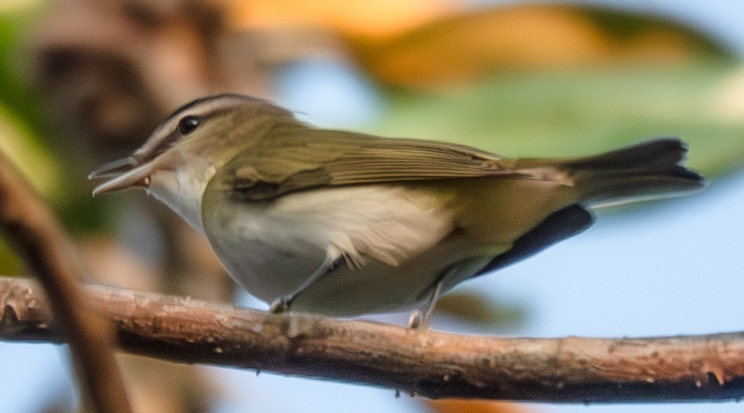 Red-eyed Vireo - ML624565682