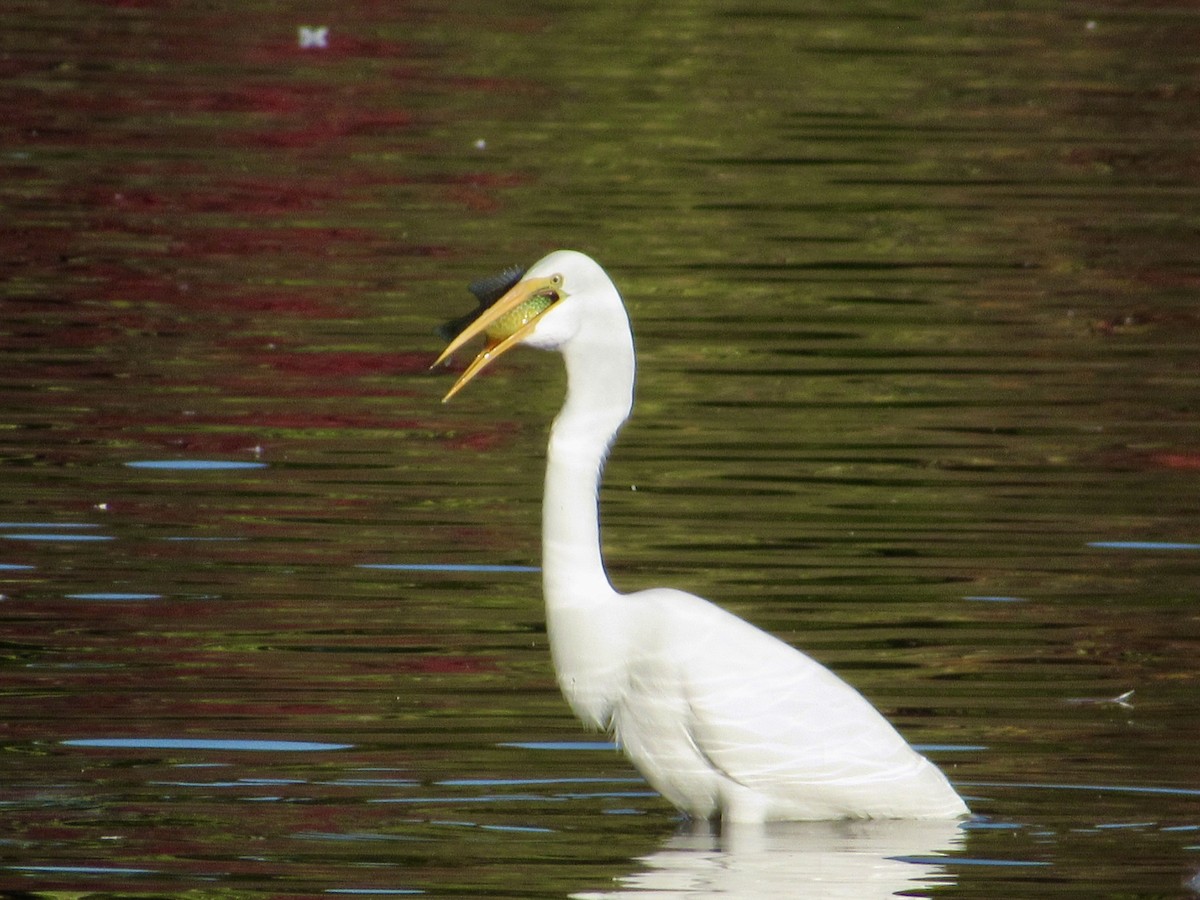 Great Egret - ML624565683