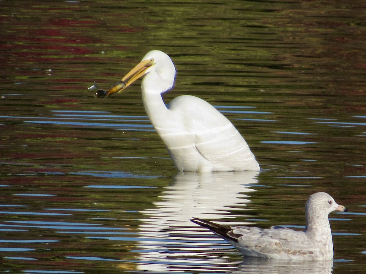 Great Egret - ML624565684