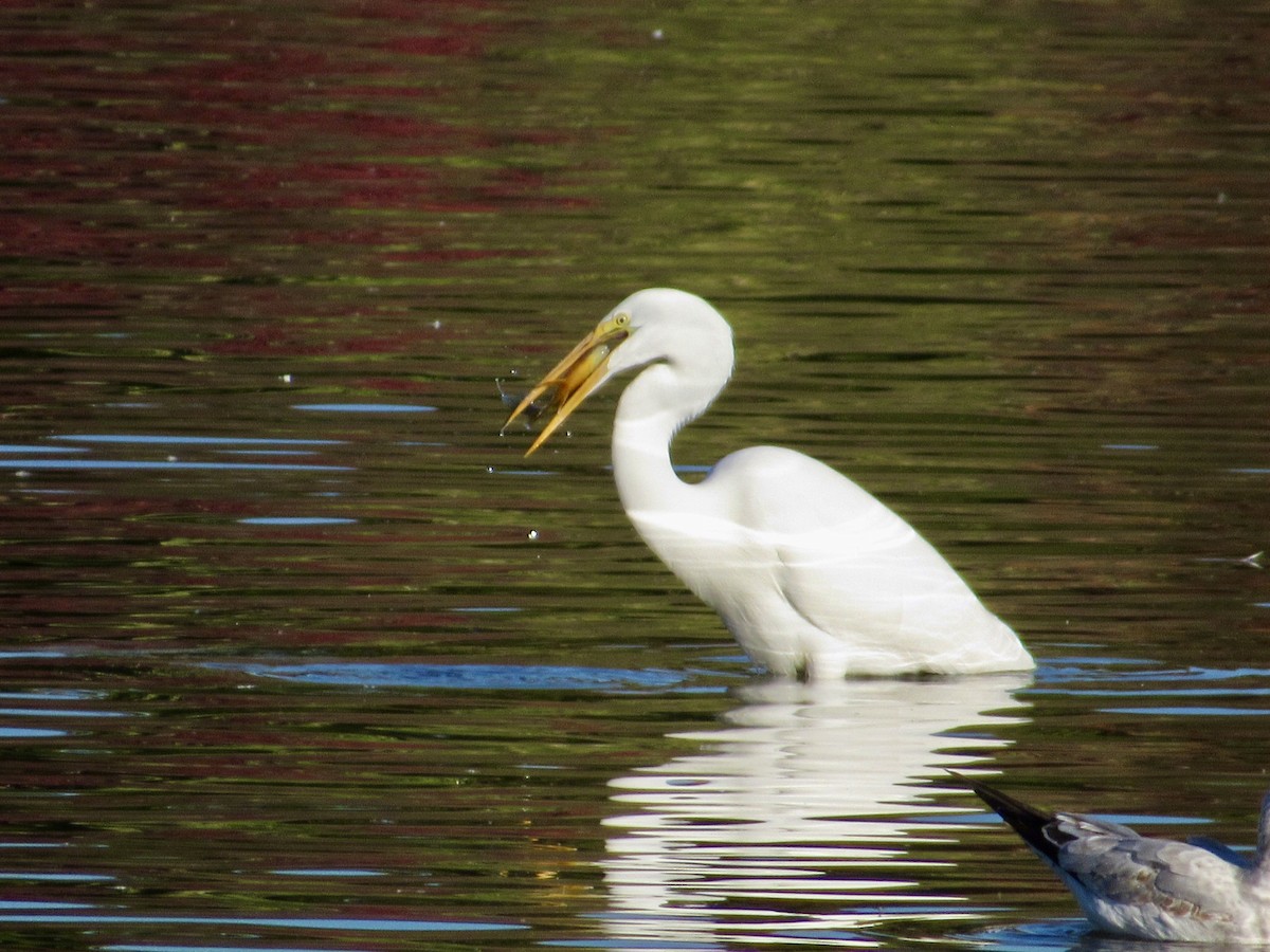 Great Egret - Alex Pereschuk