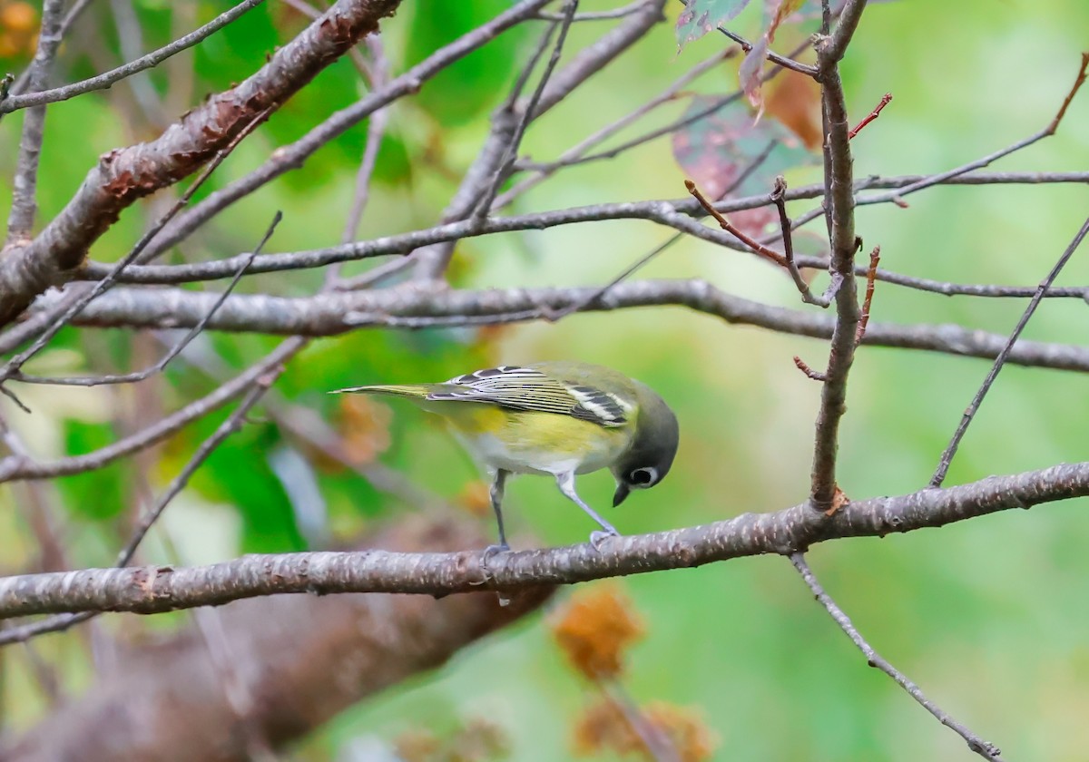 Blue-headed Vireo - ML624565686