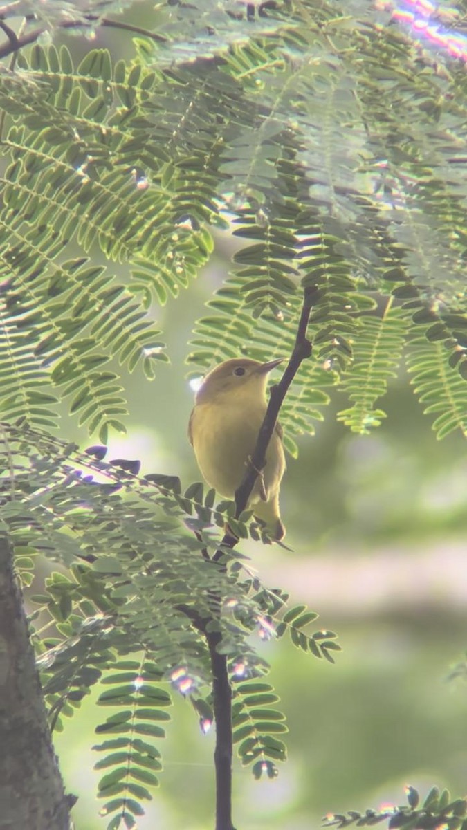 Yellow Warbler - ML624565688