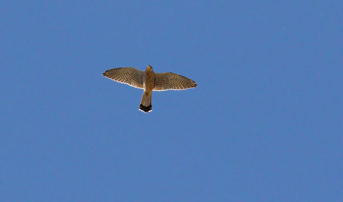 Eurasian Kestrel (Eurasian) - ML624565689