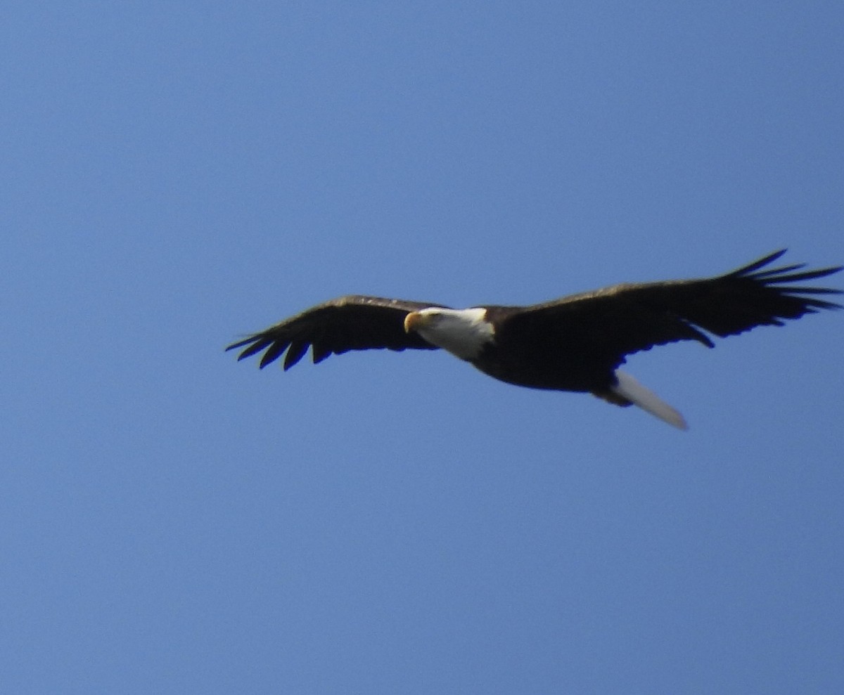 Bald Eagle - ML624565705