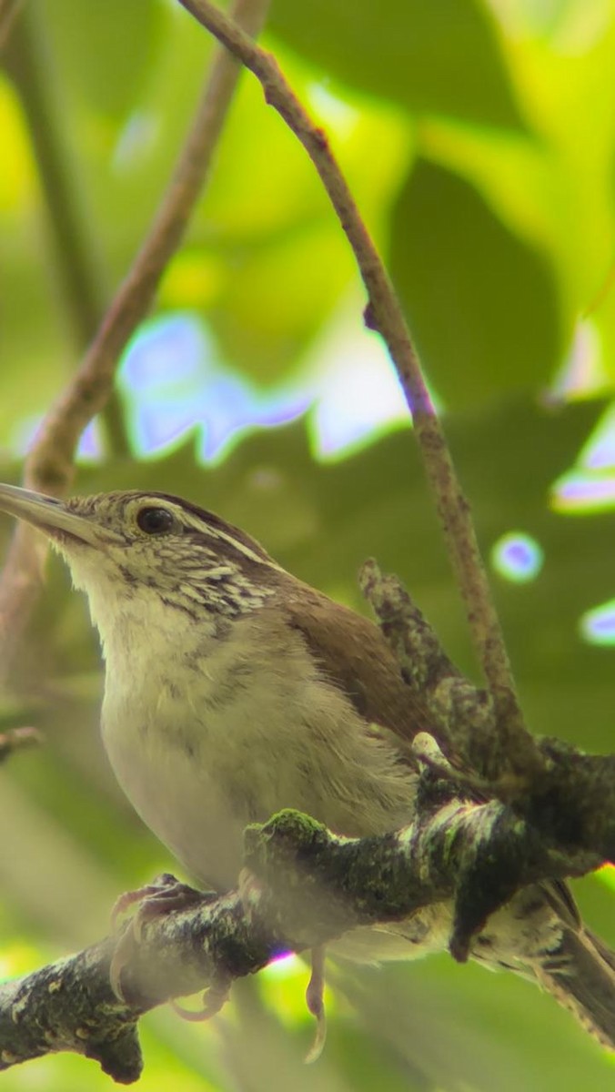 Antioquia Wren - ML624565718