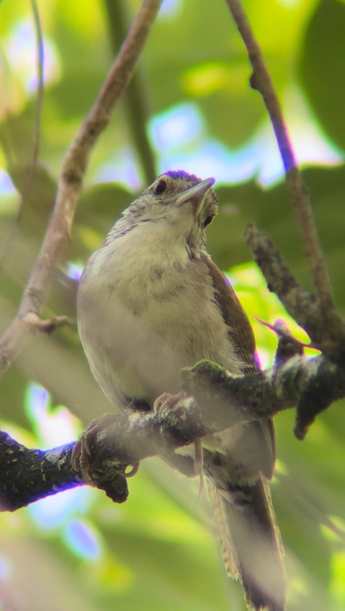 Antioquia Wren - ML624565723