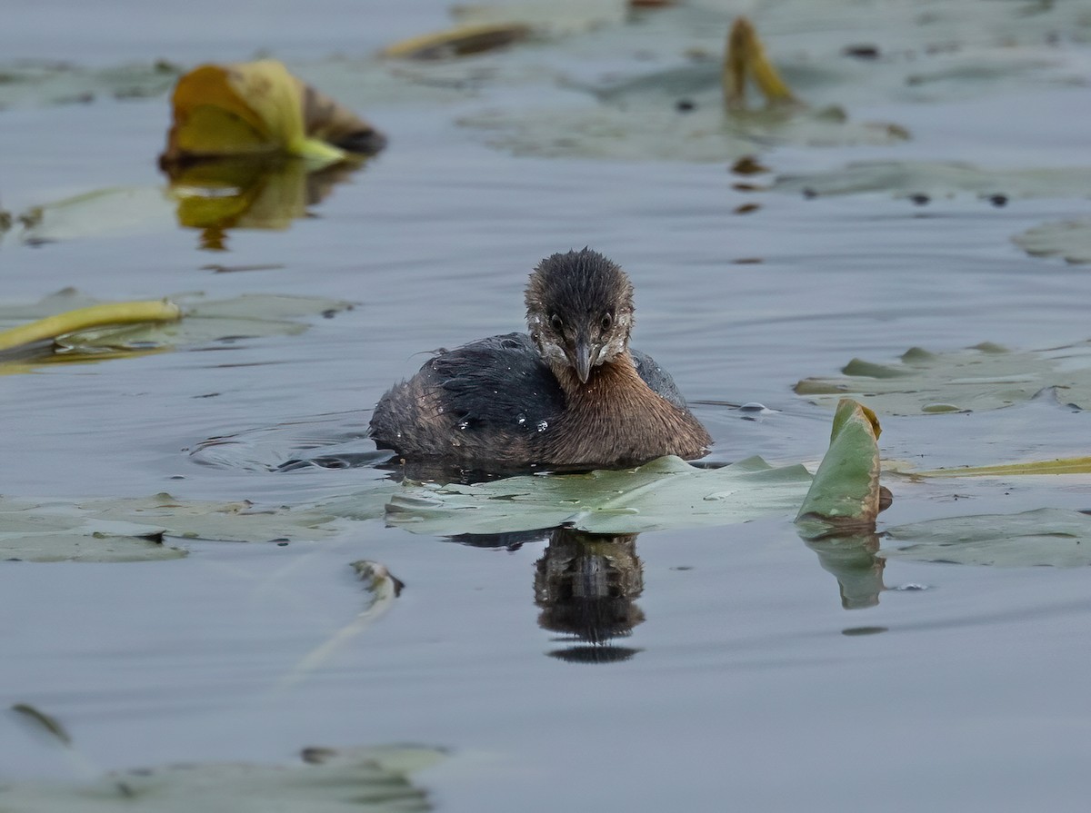 Pied-billed Grebe - ML624565756