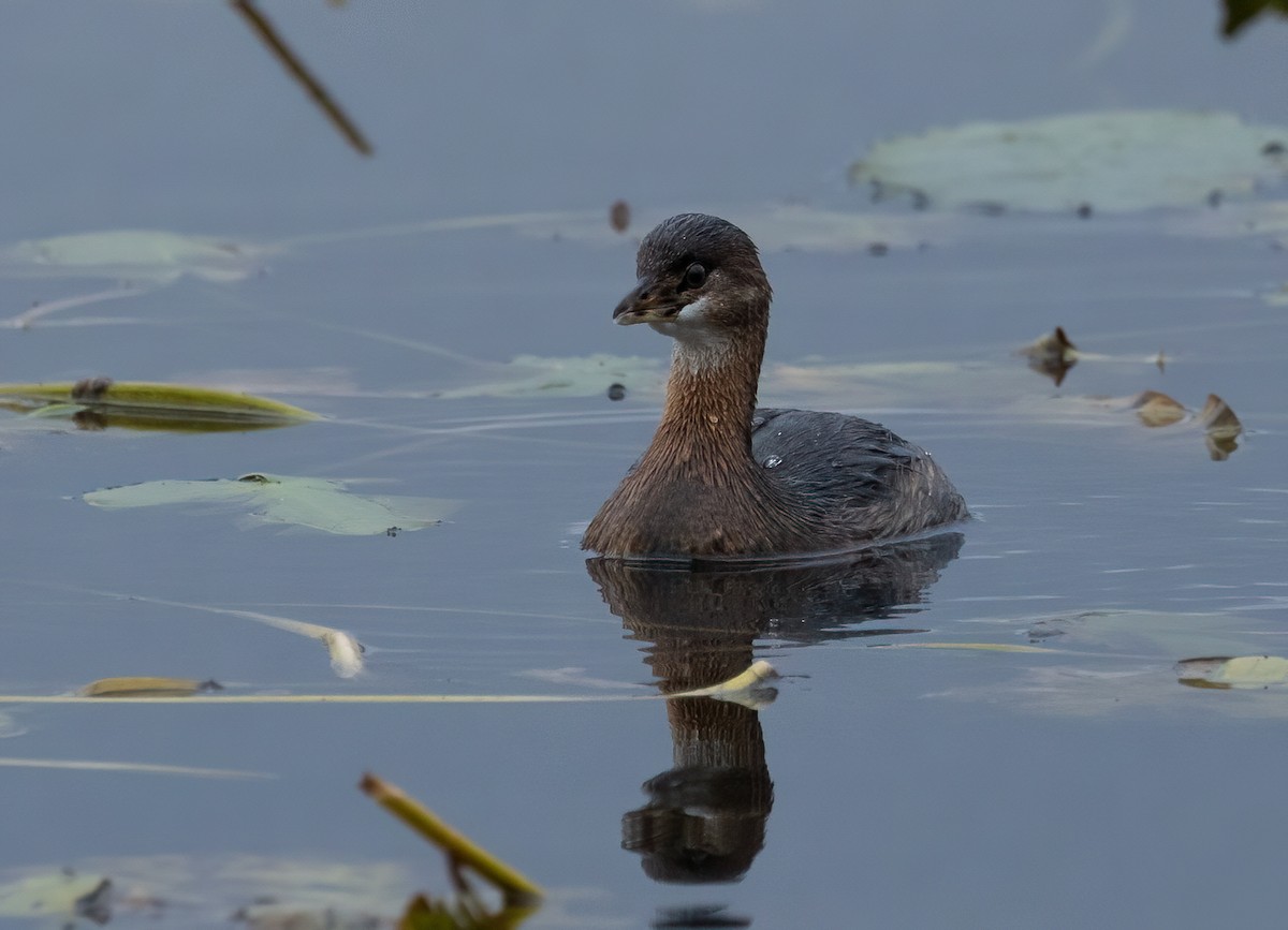 Pied-billed Grebe - ML624565757