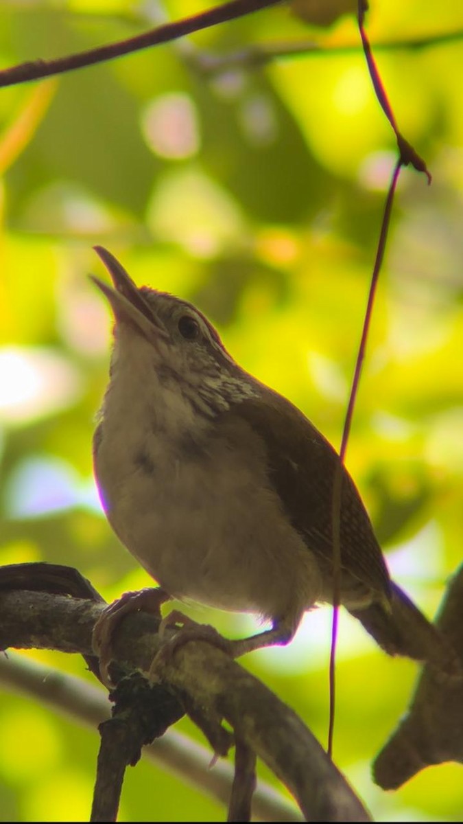 Antioquia Wren - ML624565788