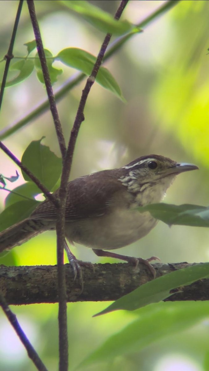 Antioquia Wren - ML624565809