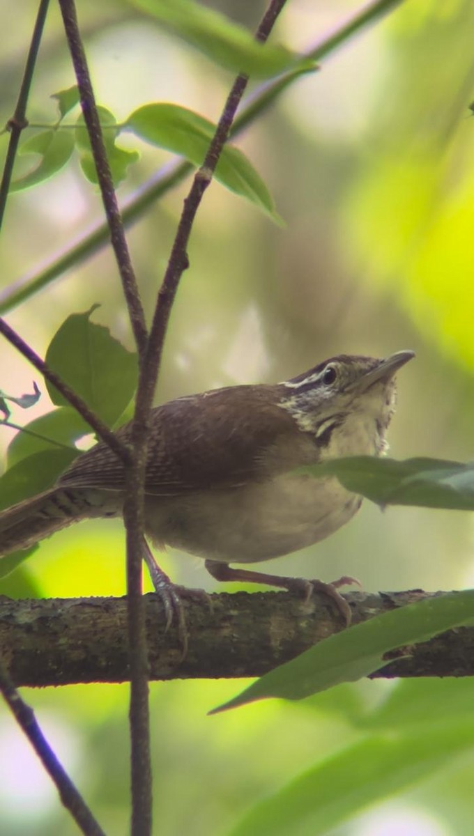 Antioquia Wren - ML624565814