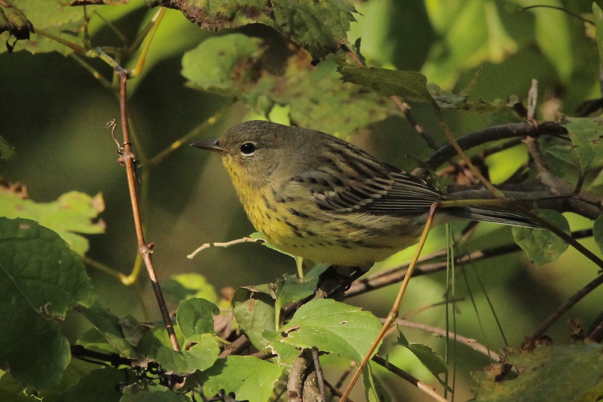 Kirtland's Warbler - ML624565832