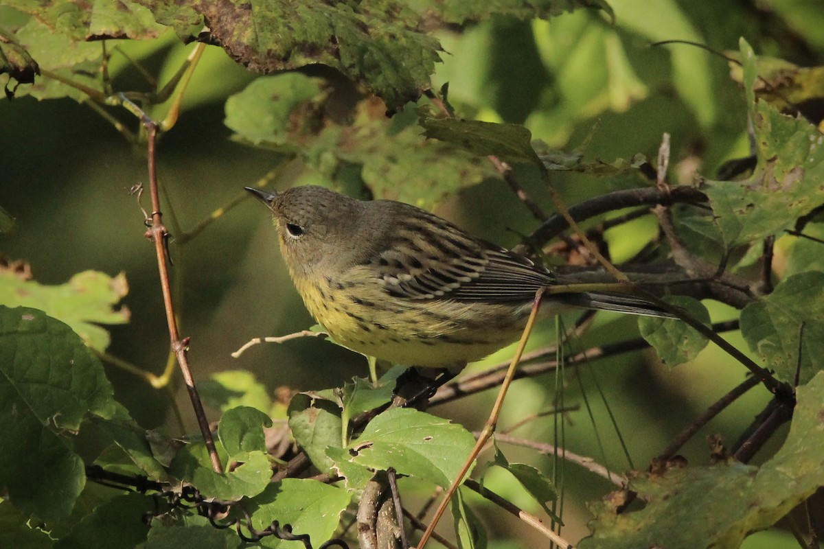 Kirtland's Warbler - ML624565833