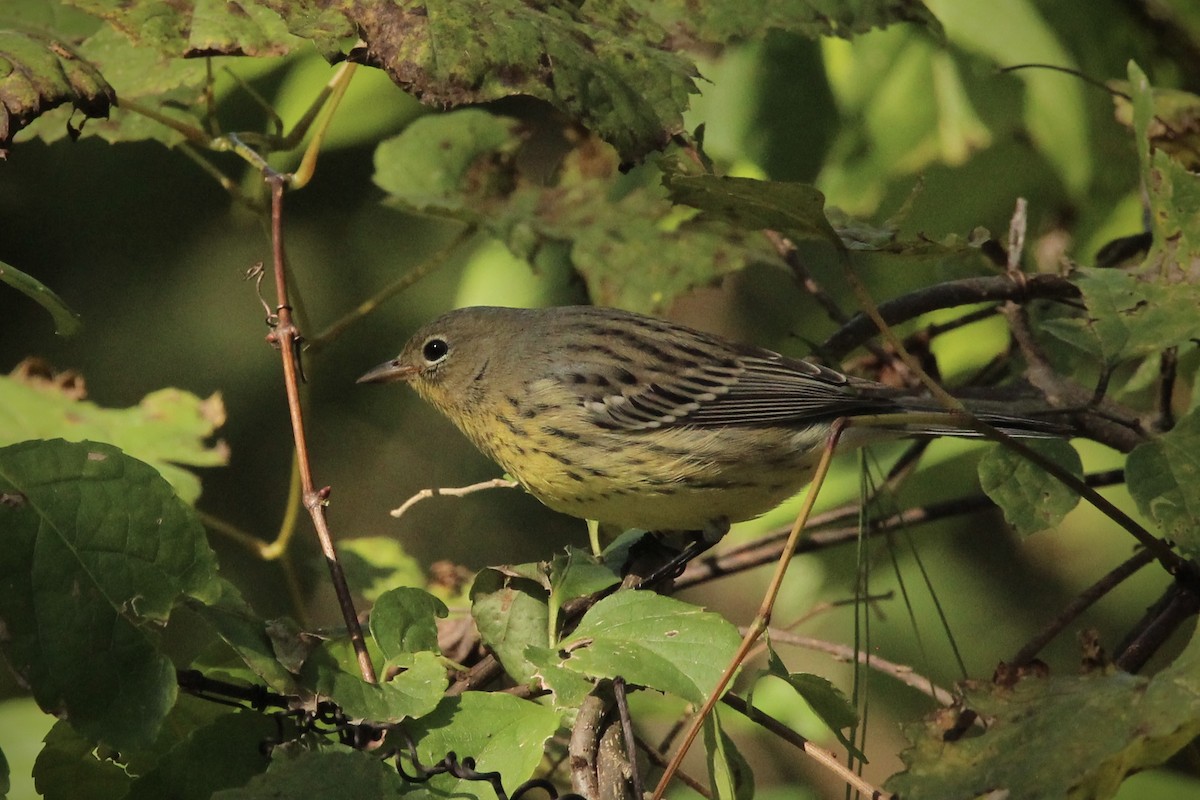 Kirtland's Warbler - ML624565834