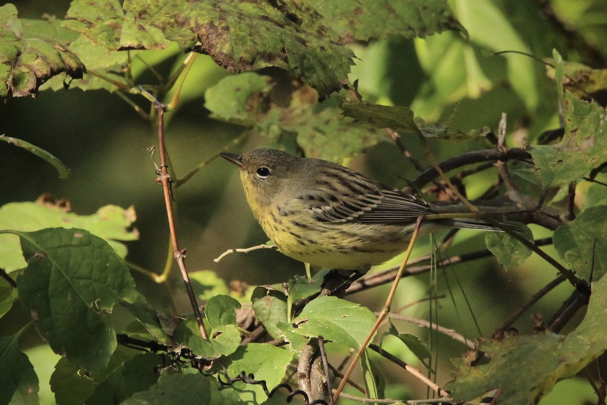 Kirtland's Warbler - ML624565835