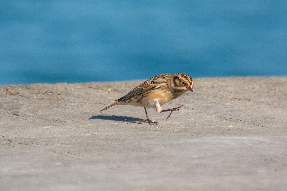 Lapland Longspur - ML624565864