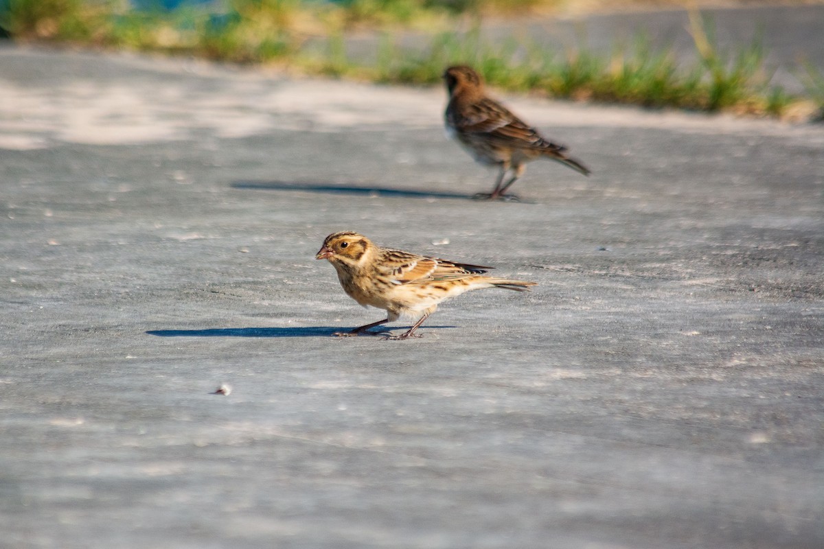 Lapland Longspur - ML624565867