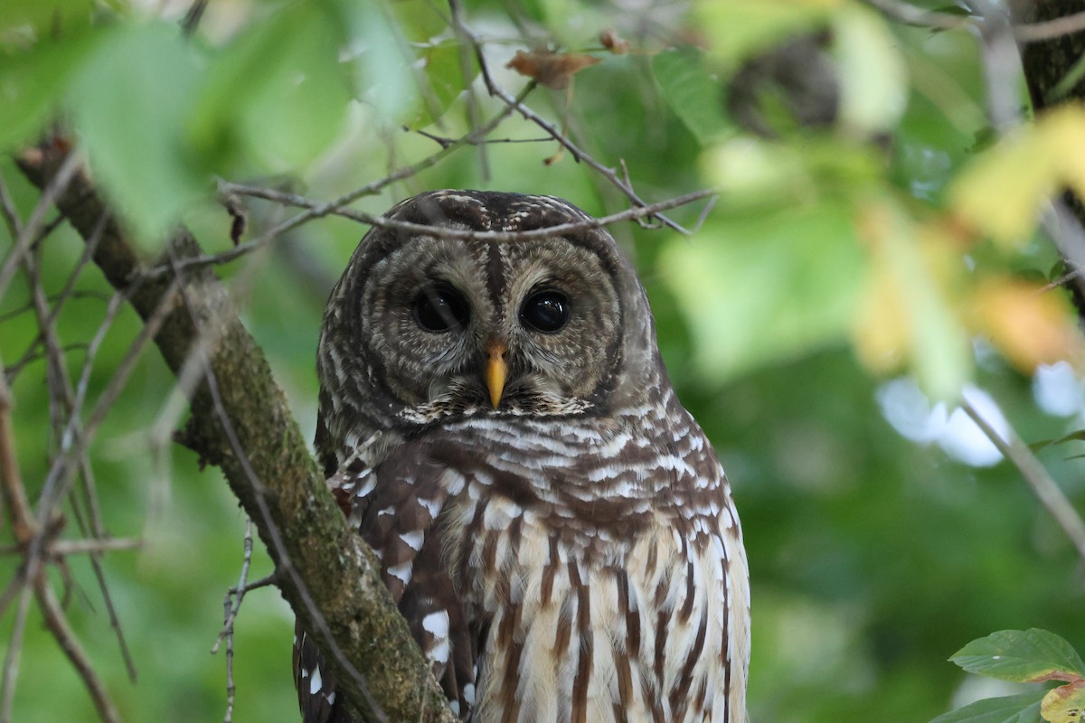 Barred Owl - ML624565890