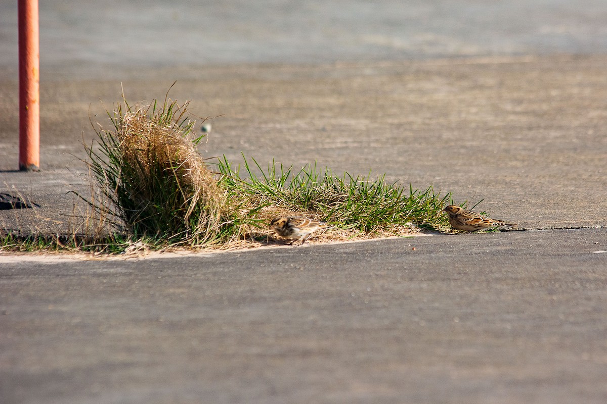 Lapland Longspur - ML624565895