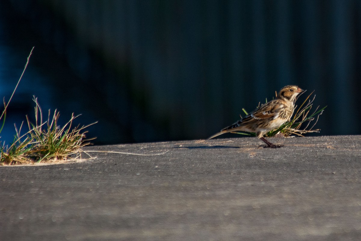 Lapland Longspur - ML624565900