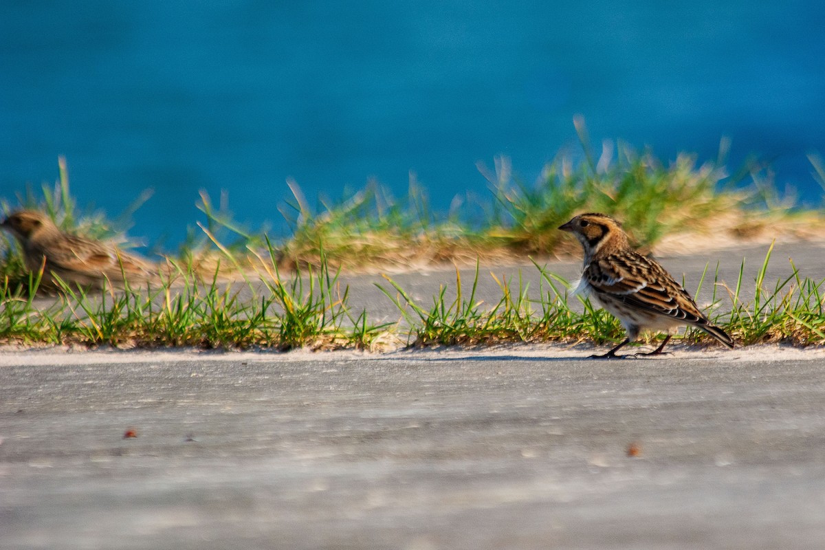 Lapland Longspur - ML624565905