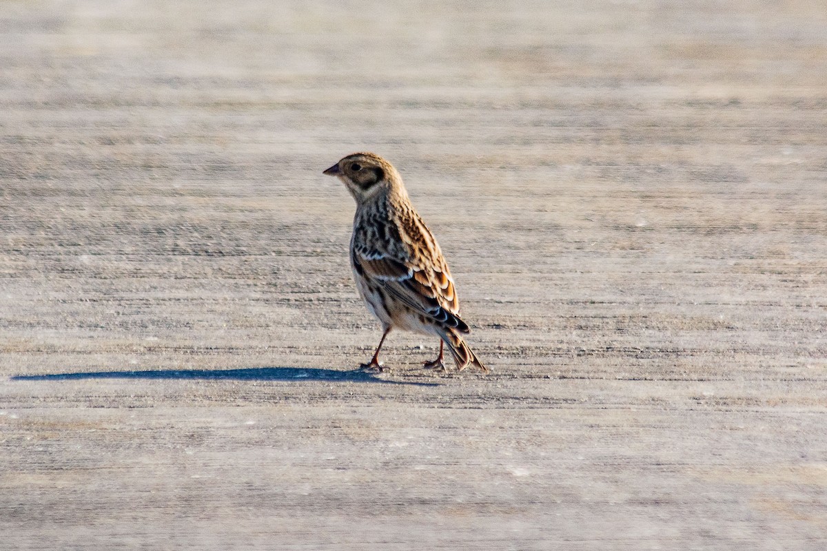 Lapland Longspur - ML624565909